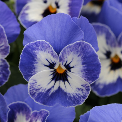Viola cornuta Sorbet XP Delft Blue
