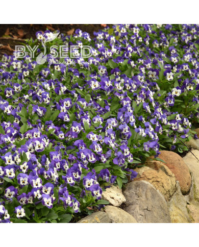 Viola cornuta Sorbet XP Delft Blue