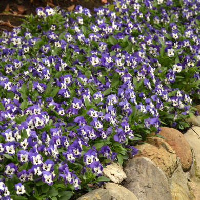 Viola cornuta Sorbet XP Delft Blue