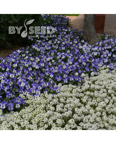 Viola cornuta Sorbet XP Delft Blue