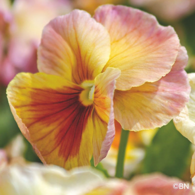 Pensée Inspire® Peach Shades