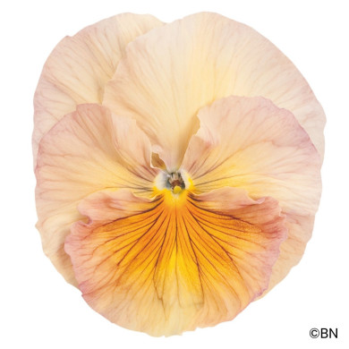 Pensée Inspire® Peach Shades