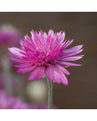 Zinnia à fleur de dahlia Choice Mix BIO