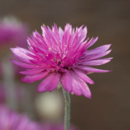 Immortelle annuelle Superbissimum Carminea