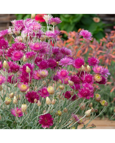 Immortelle annuelle Superbissimum Carminea