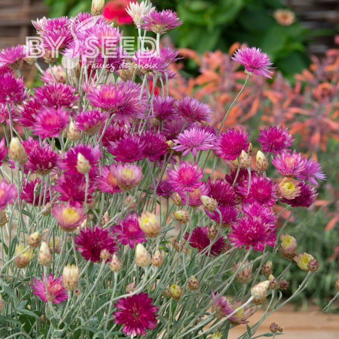 Immortelle annuelle Superbissimum Carminea