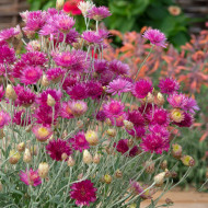 Immortelle annuelle Superbissimum Carminea