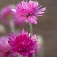 Immortelle annuelle Superbissimum Carminea