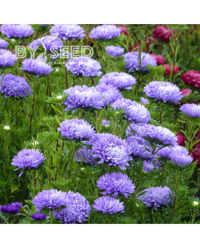 Reine-Marguerite Optimo Light Blue
