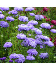 Cosmos nain Pinwheel White