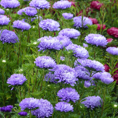 Reine-Marguerite Optimo Light Blue