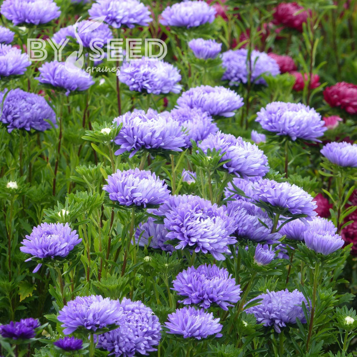 Reine-Marguerite Optimo Light Blue