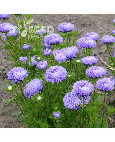 Reine-Marguerite Optimo Light Blue