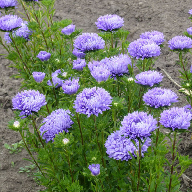 Reine-Marguerite Optimo Light Blue