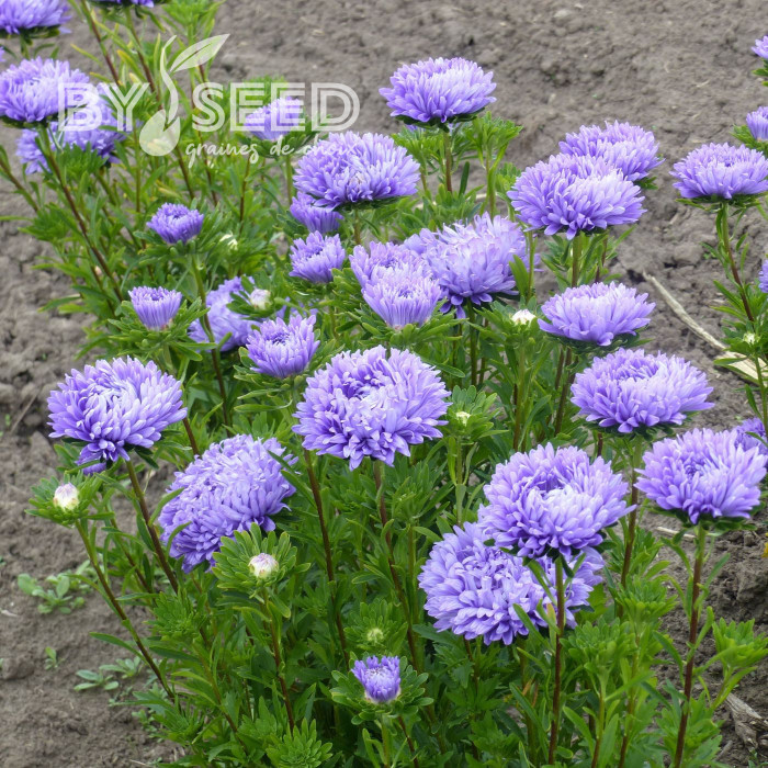 Reine-Marguerite Optimo Light Blue