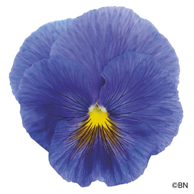Pensée Inspire® Plus True Blue