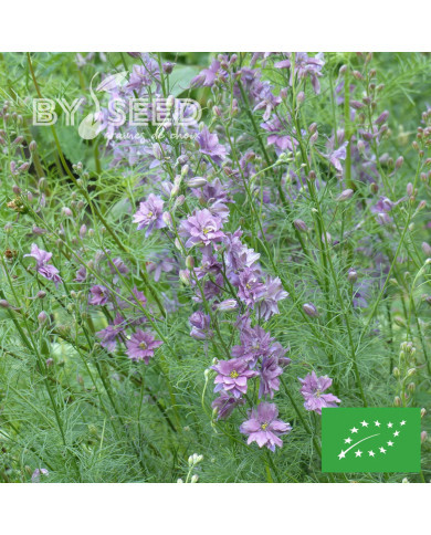 Pied d'alouette annuel Misty Lavender BIO