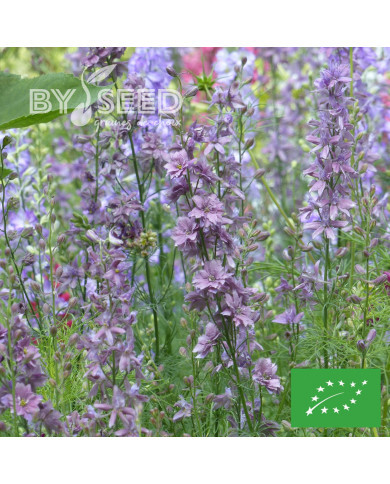 Pied d'alouette annuel Misty Lavender BIO