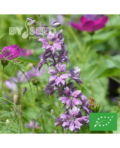 Pied d'alouette annuel Misty Lavender BIO