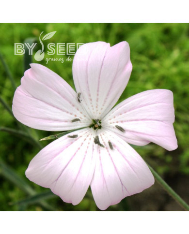 Coquelourde Blossom Pearl