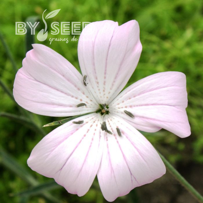 Coquelourde Blossom Pearl