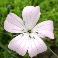 Coquelourde Blossom Pearl