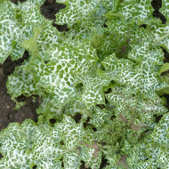 Chardon-Marie - Silybum marianum