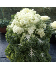 Bupleurum (Buplèvre) Griffithii
