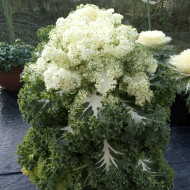 Chou kale (frisé) Frost Byte