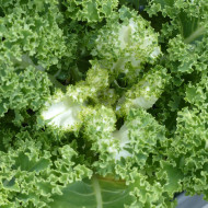 Chou kale (frisé) Frost Byte