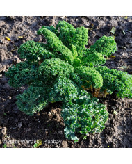 Chou kale (frisé) Frost Byte