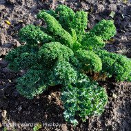Chou kale Frisé Vert Nain (Lage Moskrul)