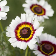 Chrysanthème à carène Cockade