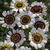 Chrysanthème à carène Cockade