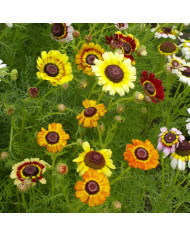 Chrysanthème comestible Single Mix