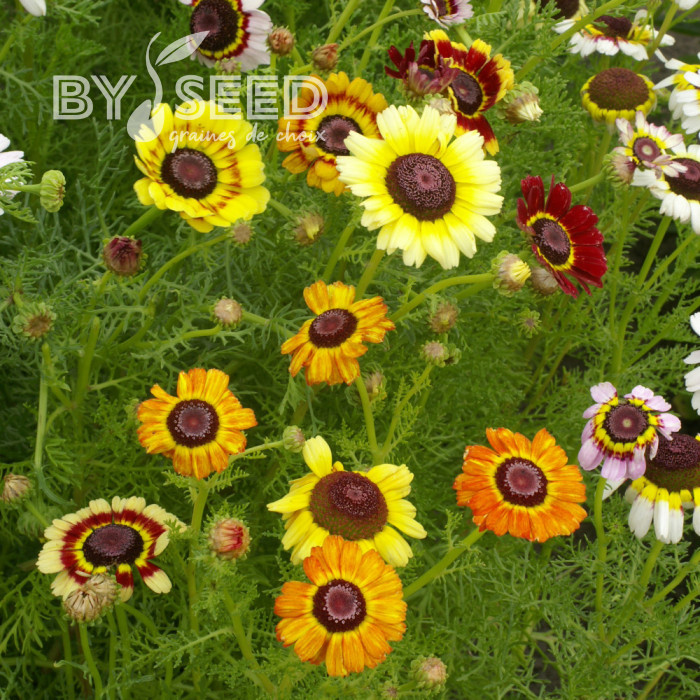 Chrysanthème à carène Rainbow Mix