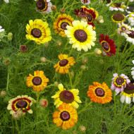Chrysanthème à carène Rainbow Mix
