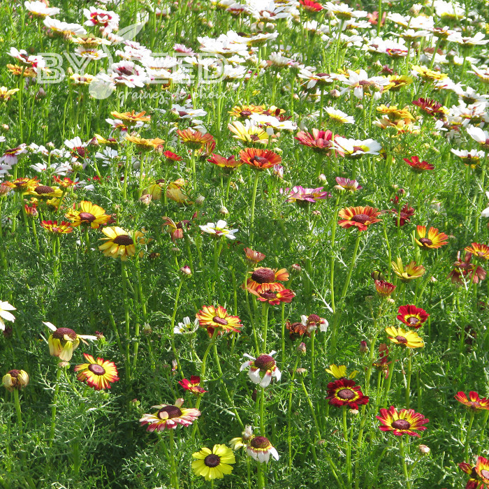Chrysanthème à carène Rainbow Mix