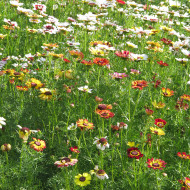 Chrysanthème à carène Rainbow Mix