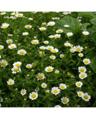 Chrysanthème comestible Single Mix