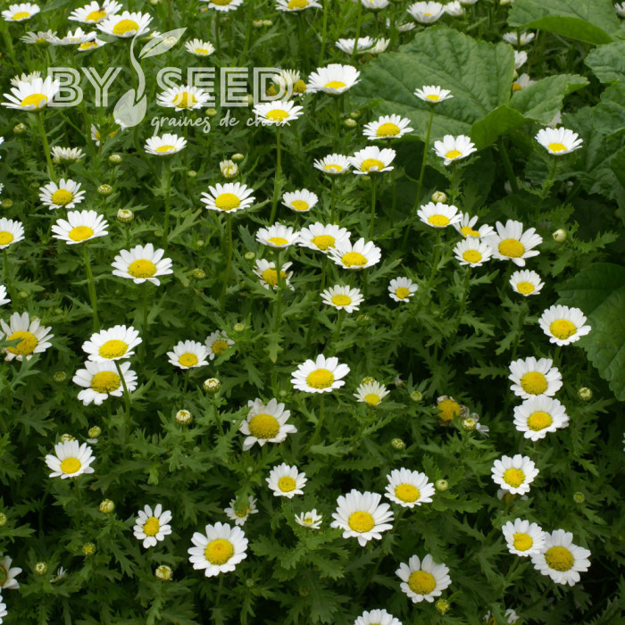 Chrysanthème paludosum Snow Daisy