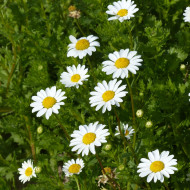 Chrysanthème paludosum Snow Daisy