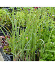 Clarkia élégant Double Mix