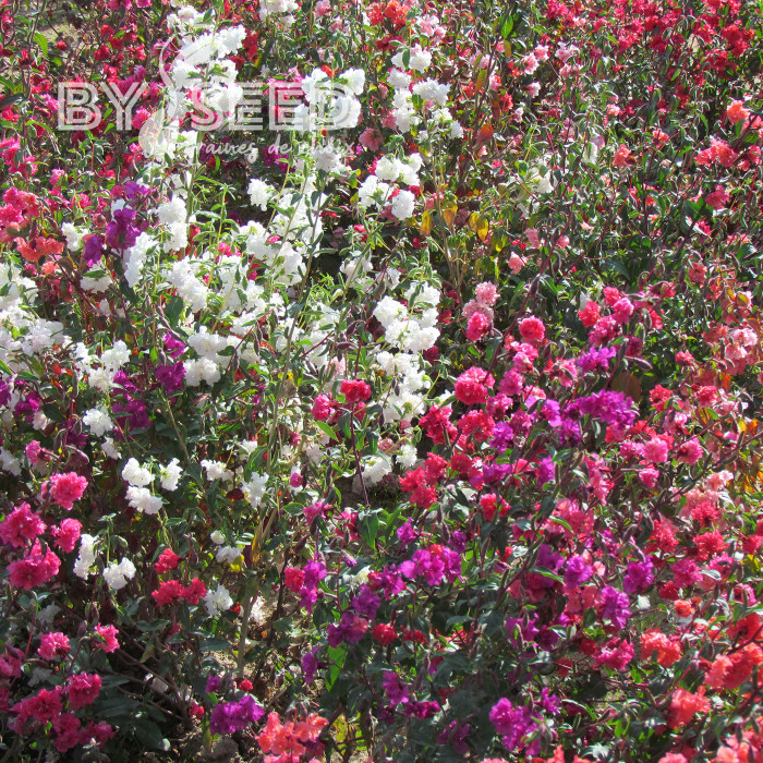 Clarkia élégant Double Mix