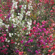 Clarkia élégant Double Mix