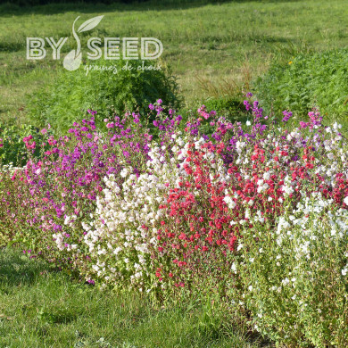 Clarkia élégant Double Mix