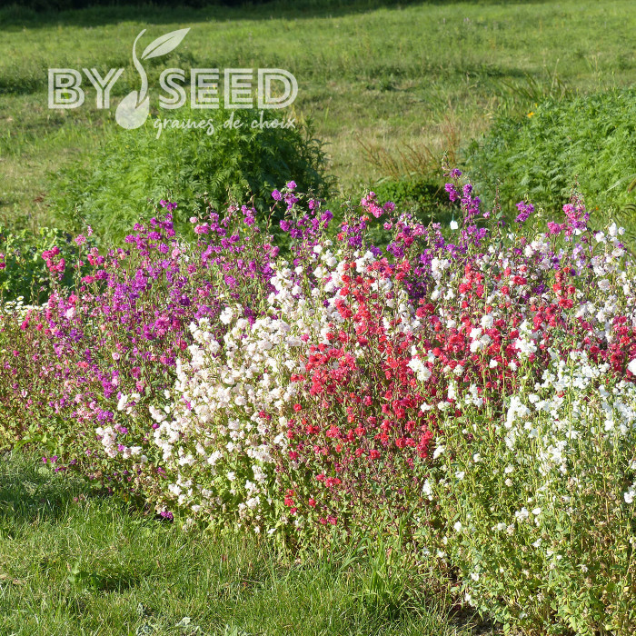 Clarkia élégant Double Mix