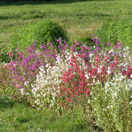 Clarkia élégant Double Mix