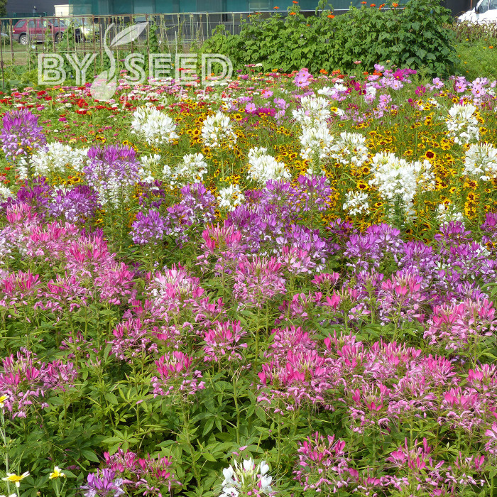 Cléome épineux Colour Fountain Mix
