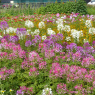 Cléome épineux Colour Fountain Mix